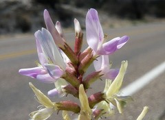 Astragalus lentiginosus wilsonii