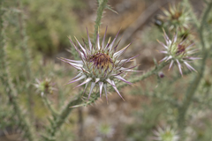 Onopordum boissierianum