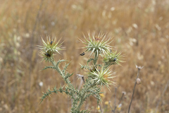 Onopordum boissierianum