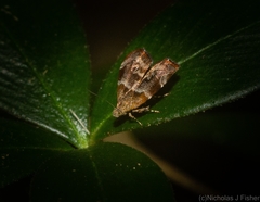 Choreutis sycopola