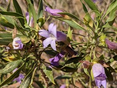 Eremophila freelingii