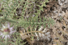 Onopordum boissierianum
