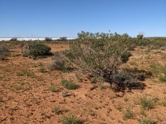 Eremophila freelingii