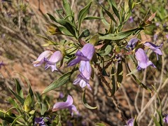 Eremophila freelingii