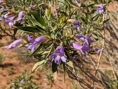 Eremophila freelingii