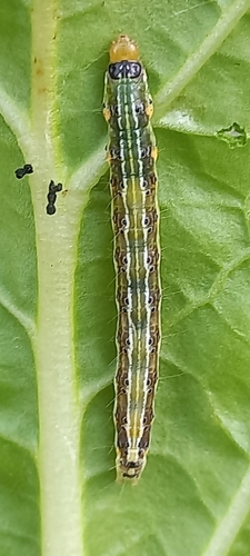 Cabbage Cluster Caterpillar