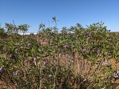 Eremophila freelingii