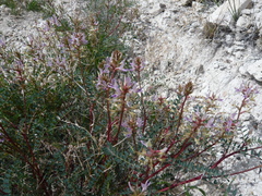 Astragalus lentiginosus wilsonii