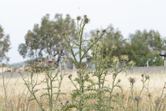 Onopordum boissierianum