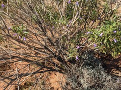 Eremophila freelingii