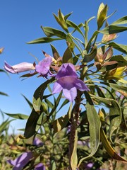 Eremophila freelingii