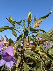 Eremophila freelingii