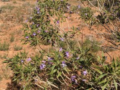 Eremophila freelingii