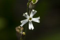 Silene echinospermoides