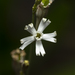 Spinyseed Catchfly - Photo (c) Eleftherios Katsillis, some rights reserved (CC BY), uploaded by Eleftherios Katsillis