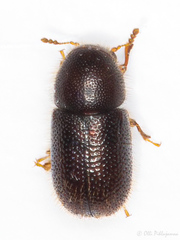 Ropalodontus
