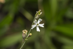 Silene echinospermoides