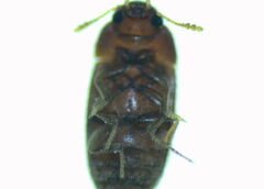 Typhaea stercorea