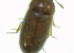 Typhaea stercorea