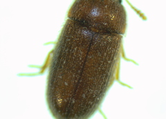Typhaea stercorea
