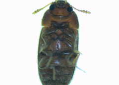 Typhaea stercorea