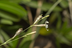 Silene echinospermoides