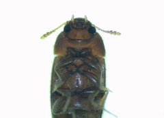 Typhaea stercorea
