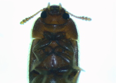 Typhaea stercorea