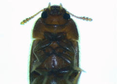 Typhaea stercorea