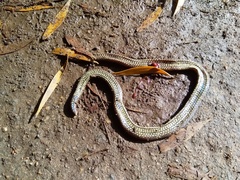 Uropeltidae