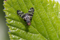 Otites centralis
