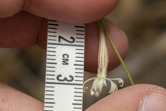 Silene echinospermoides