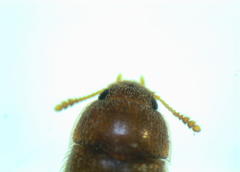 Typhaea stercorea