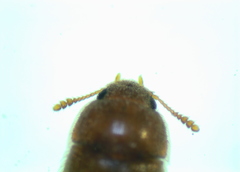 Typhaea stercorea