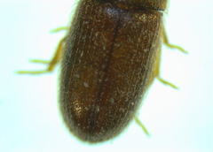 Typhaea stercorea