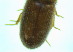 Typhaea stercorea