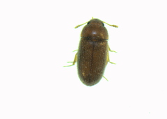 Typhaea stercorea