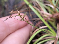 Zotov's sedge (Carex zotovii)