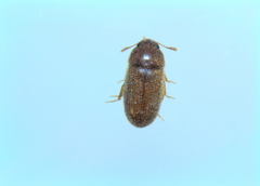 Typhaea stercorea