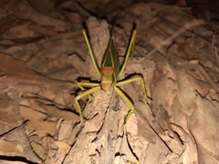Terpandrus
