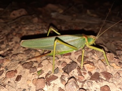 Terpandrus