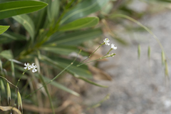 Silene echinospermoides