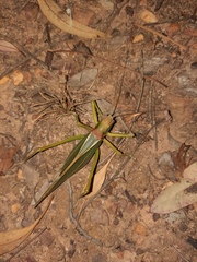Terpandrus