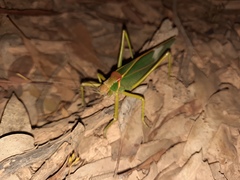 Terpandrus