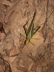 Terpandrus