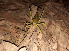 Terpandrus