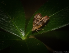 Choreutis sycopola