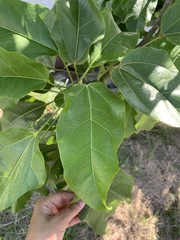 Aleurites moluccanus