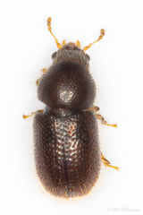 Ropalodontus