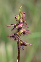 Genoplesium morrisii